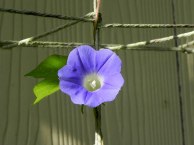 DSCN4401