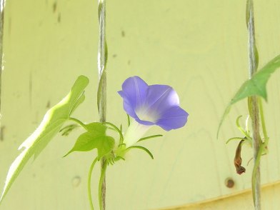 DSCN4963_01