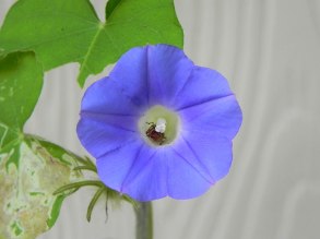 DSCN5096