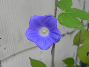 DSCN5420