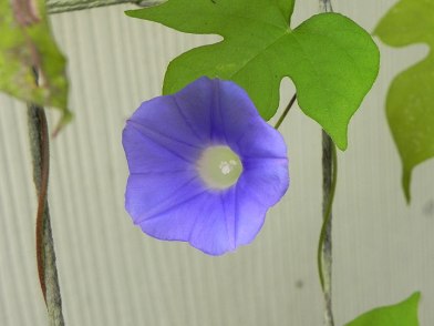 DSCN5594