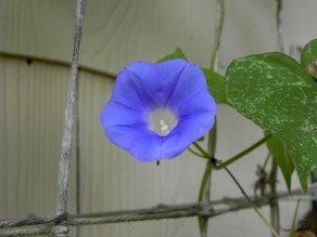 DSCN7264