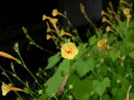 26-DSCN0449