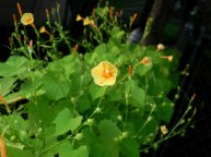 26-DSCN1384