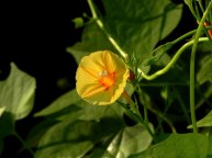26-DSCN6652
