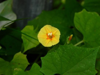 26-DSCN9252