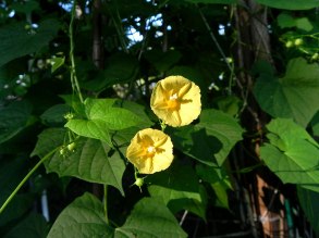 DSCN7043
