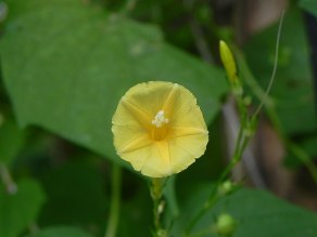 DSCN7087