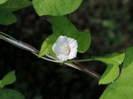DSCN3162