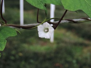 DSCN5085