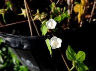 DSCN5402