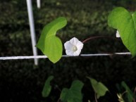 DSCN5559