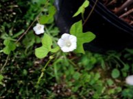 DSCN5705