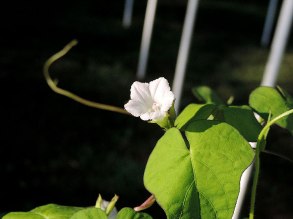 DSCN6579