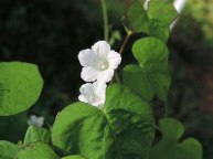 DSCN6975
