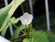 DSCN7506