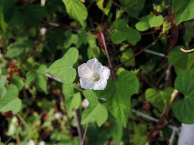 DSCN8908