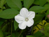 5DSCN3667