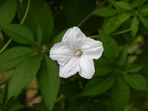 DSCN1861
