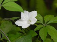 DSCN3668