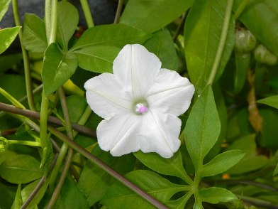 DSCN4947