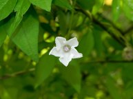 DSCN4948