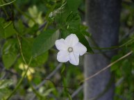 DSCN5269