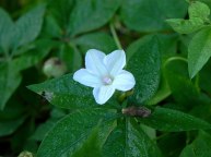 DSCN5649