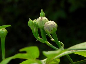 DSCN9549