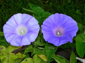 10-DSCN5204