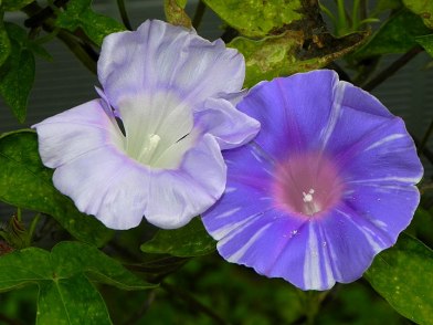10-DSCN8619