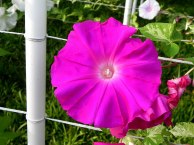 DSCN4346