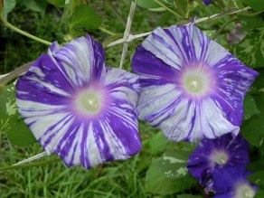 DSCN0784
