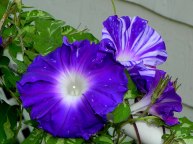 DSCN4074