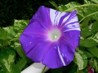 DSCN5592