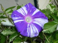 DSCN5768