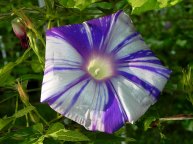 DSCN5923