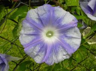 DSCN4418
