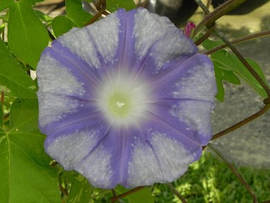 DSCN4550