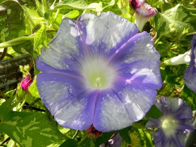 DSCN5445