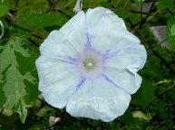 DSCN9977