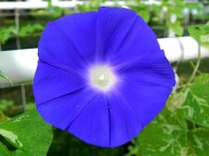 DSCN5263