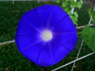 DSCN5323