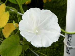 DSCN4334
