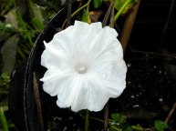 DSCN4664_01