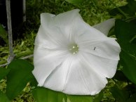 DSCN5068