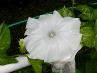 DSCN6361