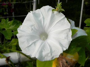 DSCN8133
