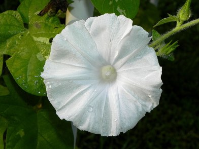 DSCN8446