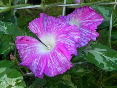 DSCN0824